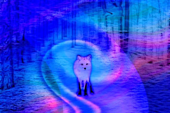 Silent Fox in Forest At Night